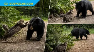 Безстрашна котка показа на мечка кой командва (видео)
