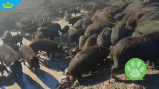 Установиха огнище на африканска чума по свине във ферма край Варна (видео)