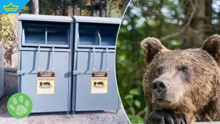 Първа община в България готви план за мирно съжителство с мечките (видео)