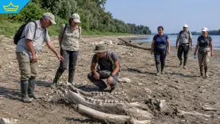 След находката на мамут: Русенският музей търси доброволци за обход на Дунав