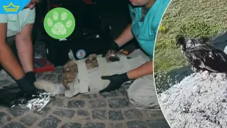 Изследват каква отрова е използвана срещу убитите лешояди в „Централен Балкан“ (видео)