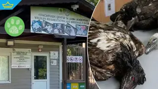 Задържаха 36-годишен мъж за отровените лешояди в Стара планина (видео)