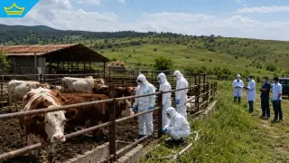 След заразената крава: Трима души са с потвърдени проби за антракс