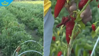 „Приключваме“: Земеделци от Селце търпят сериозни загуби заради авария в помпена станция (видео)
