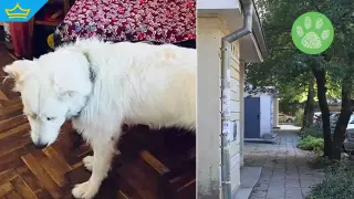 Забележка за насилие над куче завърши с опит за убийство пред очите на дете (видео)