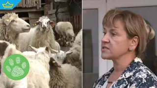 Откриха ново огнище на шарка по овцете и козите в Кюстендилско (видео)