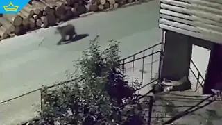 Мечка с малки обикаля родопско село