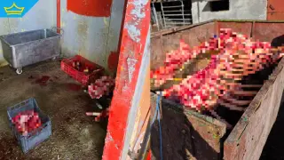 Близо половин тон месо и животински отпадъци откриха в незаконна кланица
