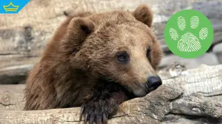 Хванаха и втората мечка, която притесняваше Гьоврен