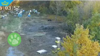 Мечки влязоха в дворове в Мало Бучино, жителите се притесняват за безопасността (видео)