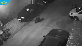 Мече се разходи по улиците на Благоевград, поставиха фотокапани (видео)