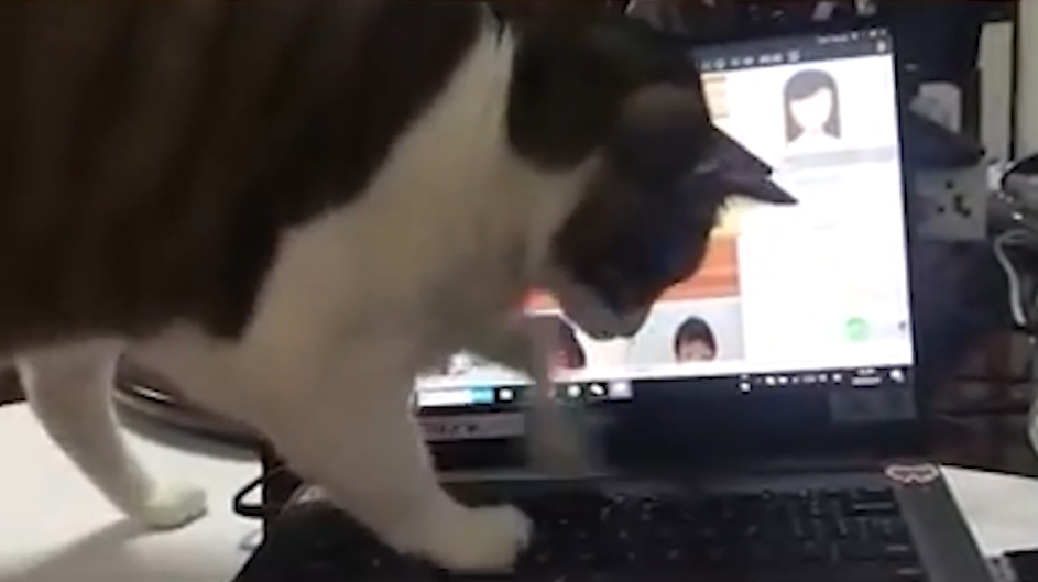 Котки рушат всичко по пътя си