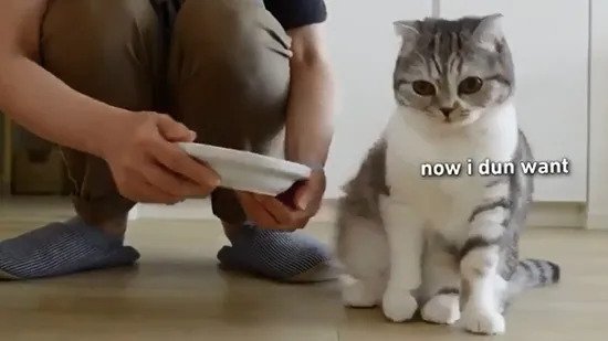 Сладко коте отказва да яде, ако стопанинът му не направи това (видео)