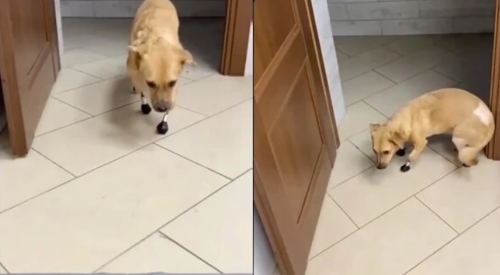 Природозащитници в Русия спасиха куче, поставяйки протези на мястото на отрязаните му лапи.