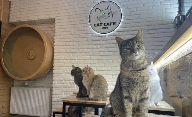Котешко кафене в Украйна остава отворено, за да се грижи за своите 20 обитатели (видео)