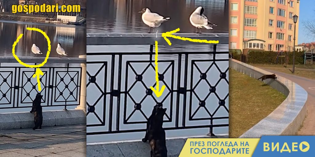 Птица се защитава от котка с нестандартни методи