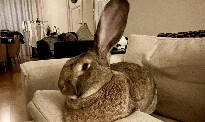 Гигантският заек се държи като куче (видео)